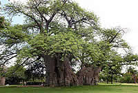 Largest Boabab Tree