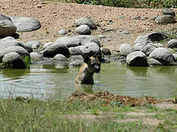 Hyena in waterhole at PimUju Big 5 Chalets in the Timbavati Nature Reserve offers Game Lodge Accommodation in Limpopo with Big 5 Safaris in Limpopo