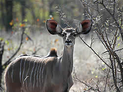 PimUju Big 5 Chalets in the Timbavati Nature Reserve offers Game Lodge Accommodation in Limpopo with Big 5 Safaris in Limpopo