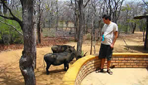 PimUju Big 5 Chalets in the Timbavati Nature Reserve offers Big 5 Safaris in Limpopo with Game Lodge Accommodation in Limpopo